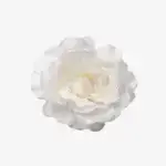 Roosje Luna - Ivoorkleurige bloem