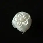 iets te vieren (6)