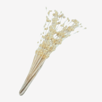 Ivoorkleurige Parelsprietjes
