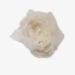 Ivoorkleurige veerbloem - Fleur de Plume