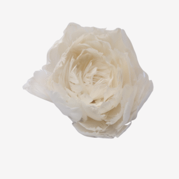 Ivoorkleurige veerbloem - Fleur de Plume