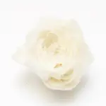 Veerbloem Ivoor - Fleur de Plume